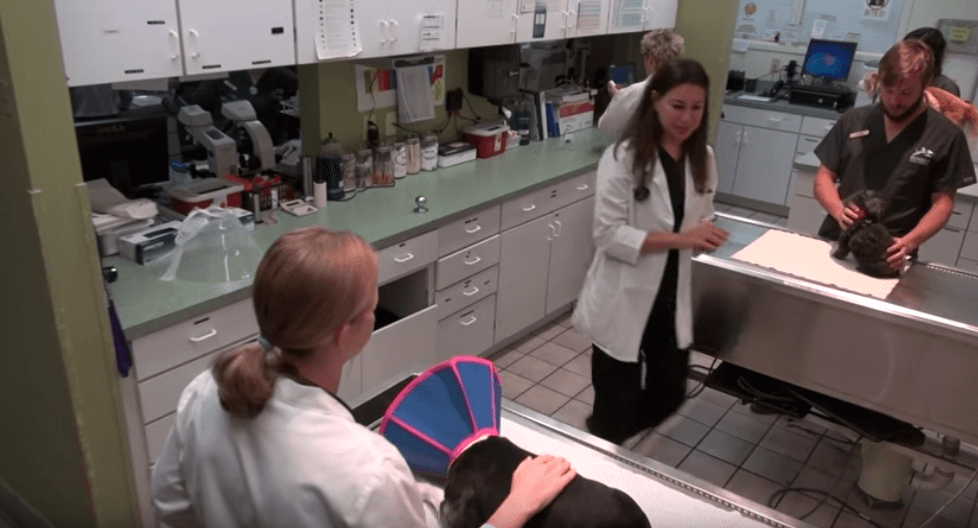 Cat and Dog Vaccinations in Raleigh