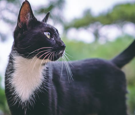 diagnostic2 Pet Diagnostics in Raleigh: Cat Walking Outside