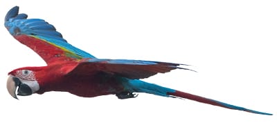 exoticBird Exotic Pet Care in Raleigh: Flying Parrot