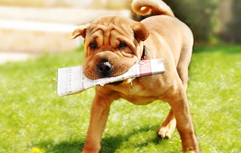 Online Forms: Dog Carrying Newspaper