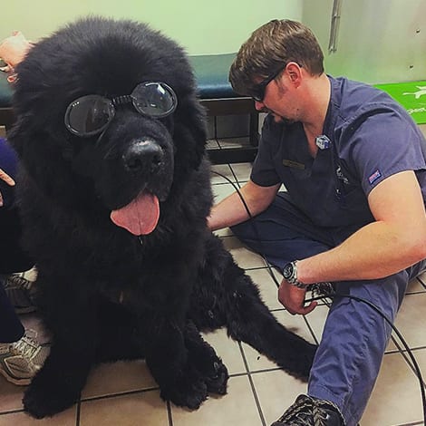 Pet Laser Therapy in Raleigh: Technician Gives Laser Therapy to Dog