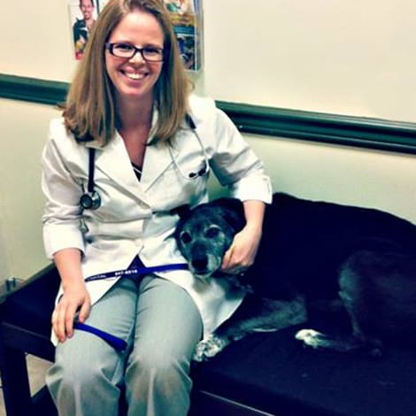 Laser Therapy for Dogs in Raleigh