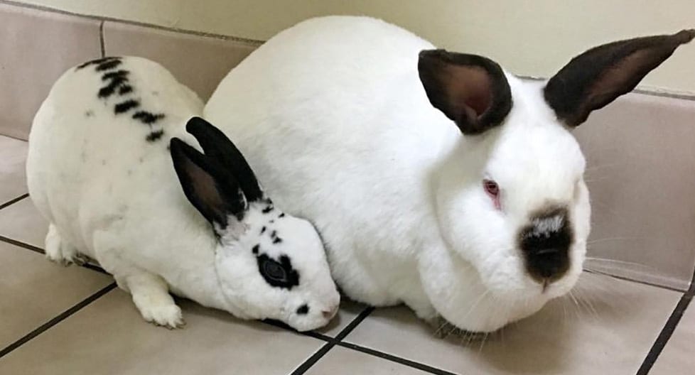 Exotic Pet Care in Raleigh, NC: Rabbits Sitting Together