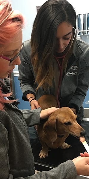ff Fear Free Certified Professionals in Raleigh: Vet Feeds Dog Peanut Butter
