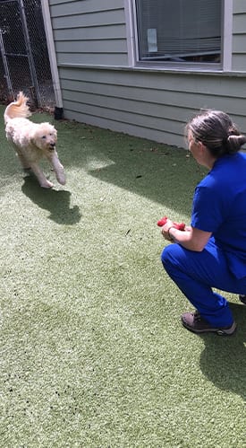 Dog Boarding in Raleigh, NC: Vet Tech Playing Outside With Dog