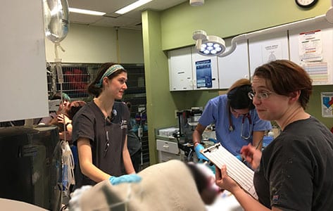 Emergency Vet in Raleigh, NC: Veterinarians Give Dog Emergency Care