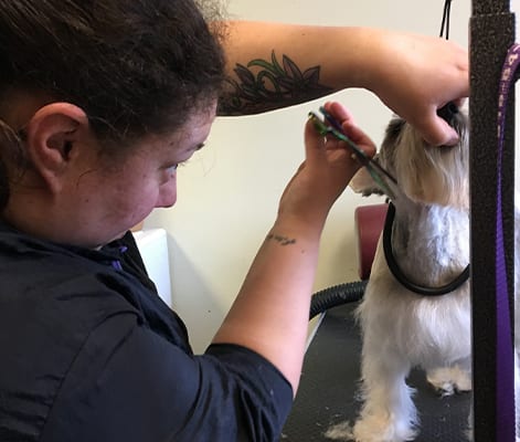 grooming grooming