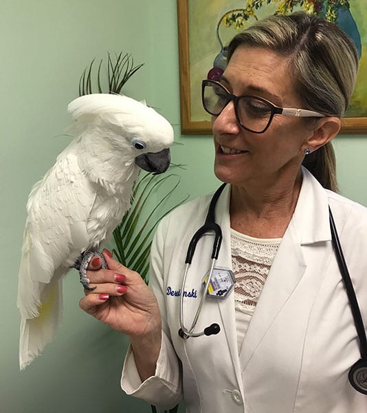 Exotic Pet Care in Raleigh, NC: Veterinarian Holding Bird