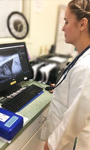 Emergency Vet in Raleigh, NC: Veterinarian Looking At Computer
