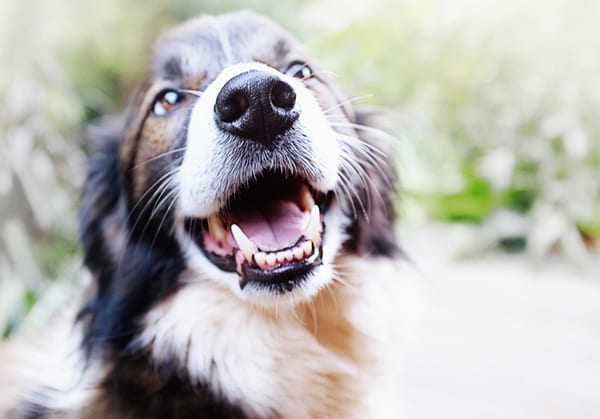dog bad breath in raleigh, nc