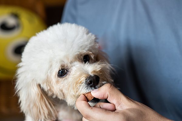 preventing heartworms in dogs