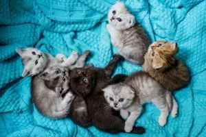 tips for new cat owners raleigh nc