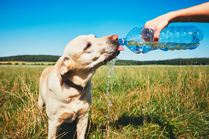 Dog keep drinking store water