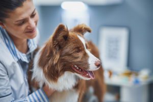 when to see a vet for dogs