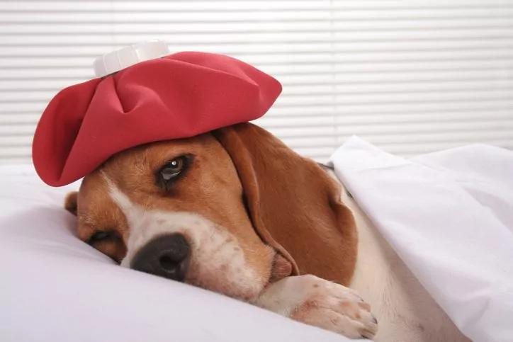 canine influenza symptoms dog flu in raleigh, nc