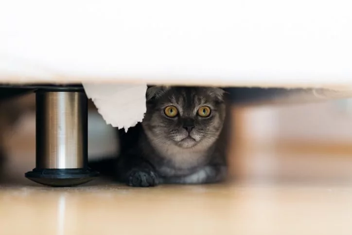 gray-cat-hiding-under-bed