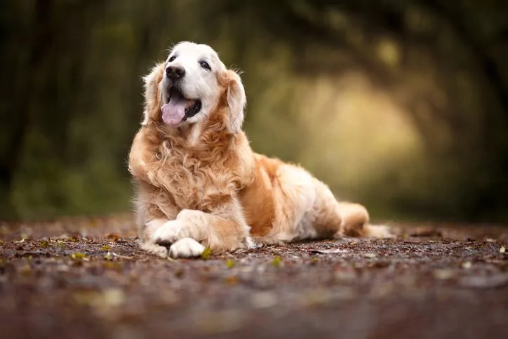 senior-dog-lying-on-the-ground