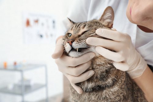 vet-examining-cat's-teeth-at-clinic