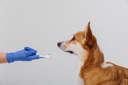 corgi-about-to-get-teeth-brushed-by-owner-with-gloved-hand-using-finger-toothbrush