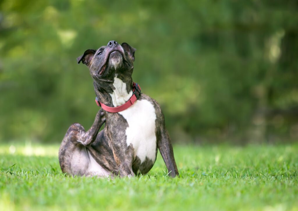 mixed breed dog scratching with back leg