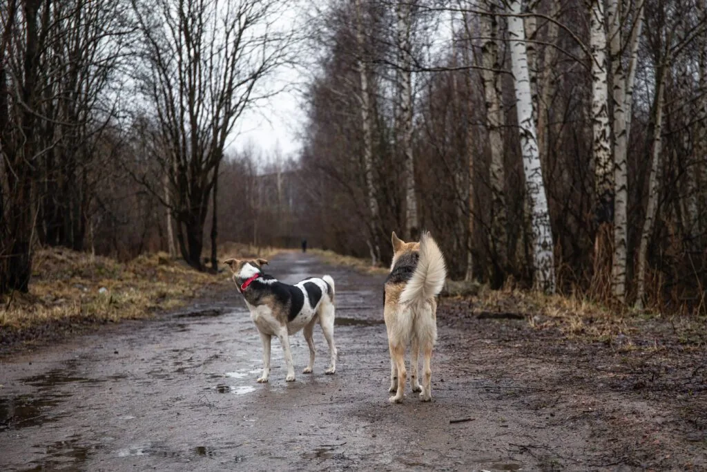 Back view of two mixed breed wet shepherd dogs walking at dirty countryroad during rain